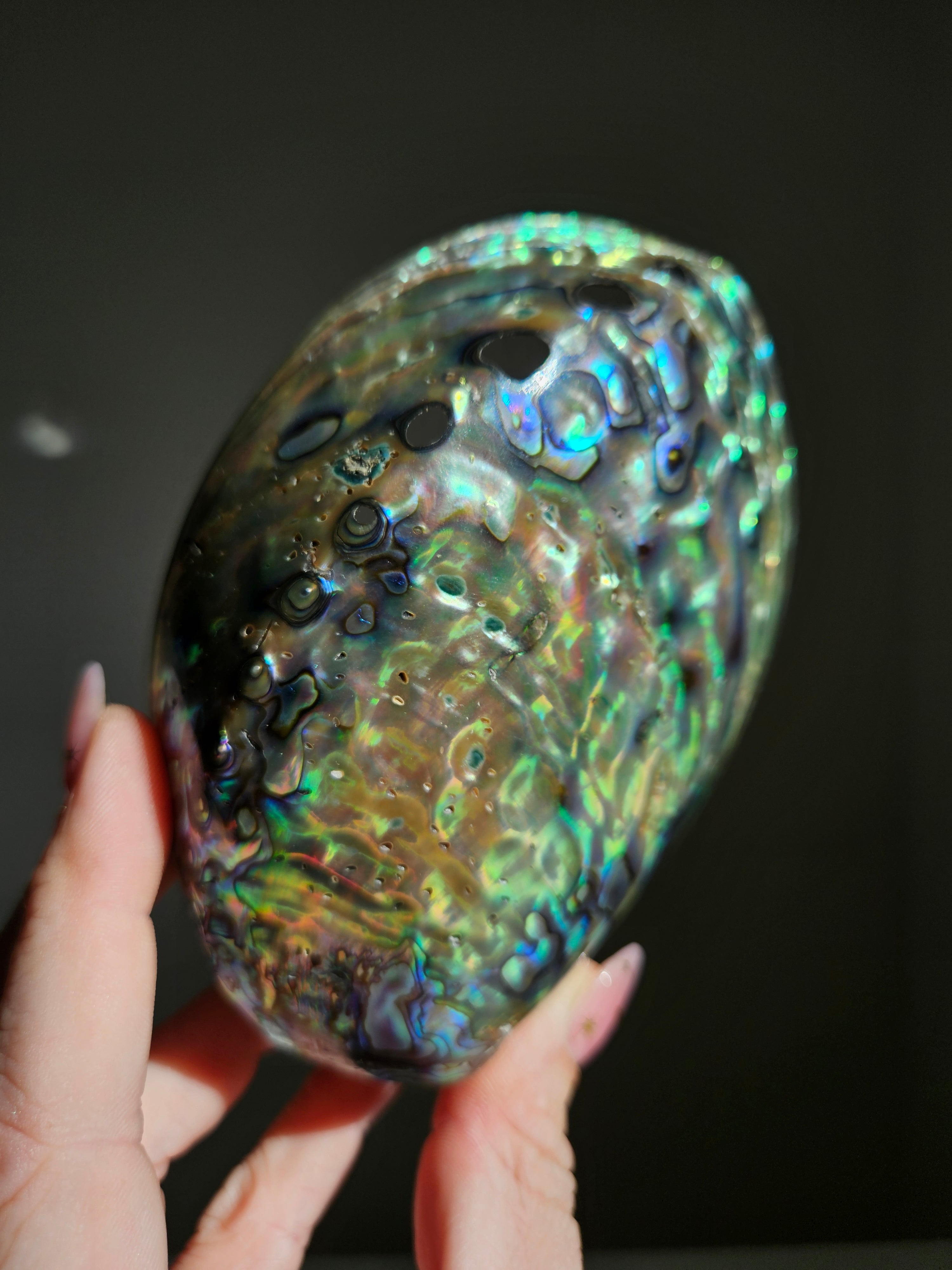 Polished Abalone Shell 001