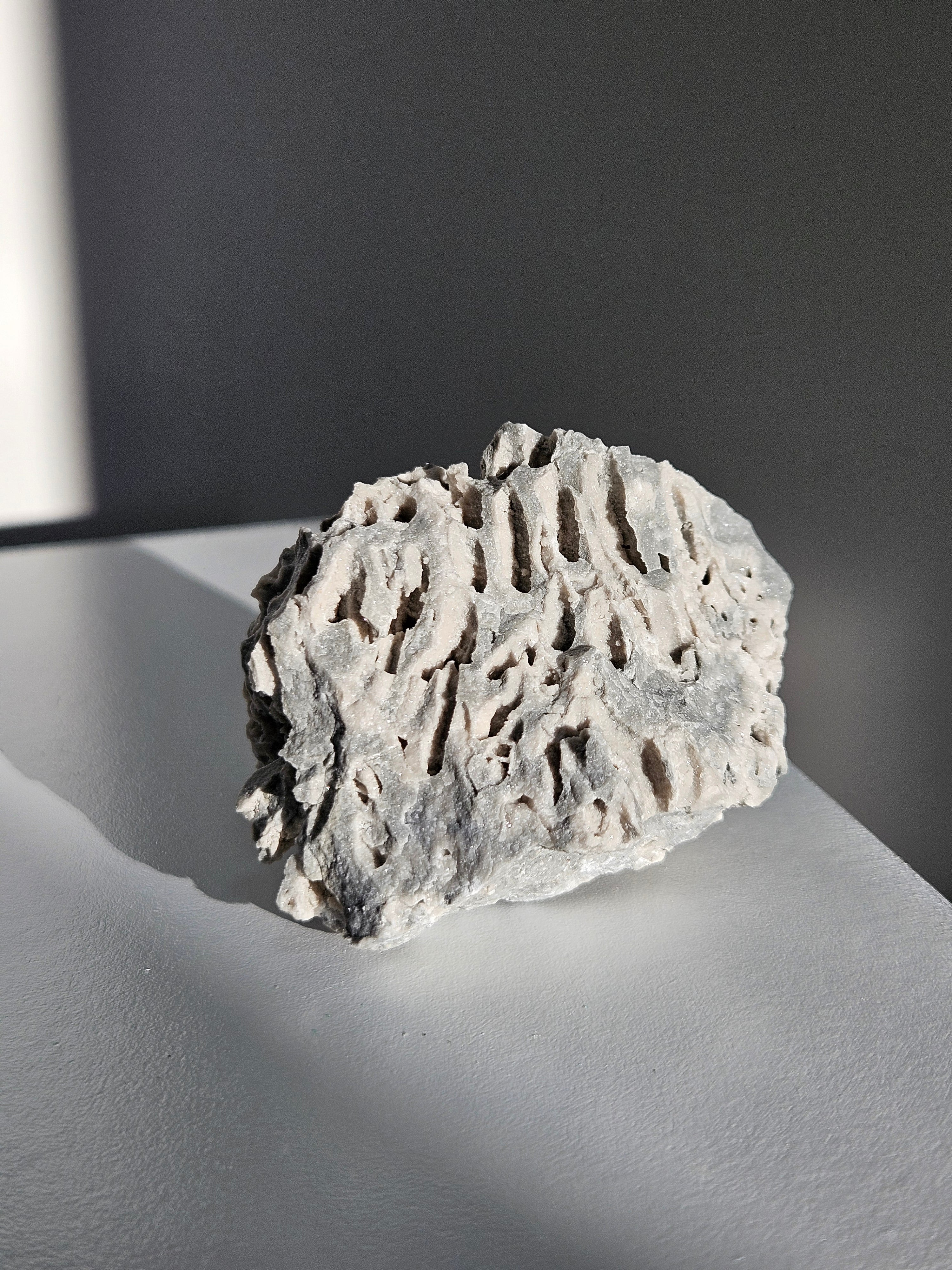 Fossilized Coral 005