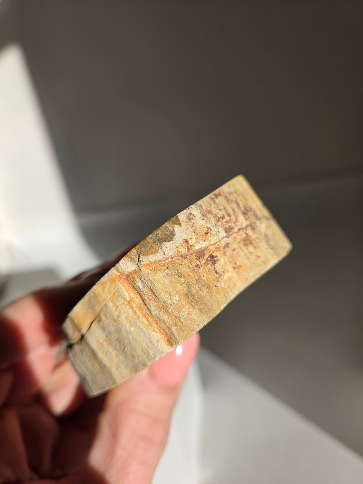 Petrified Wood Slab 005