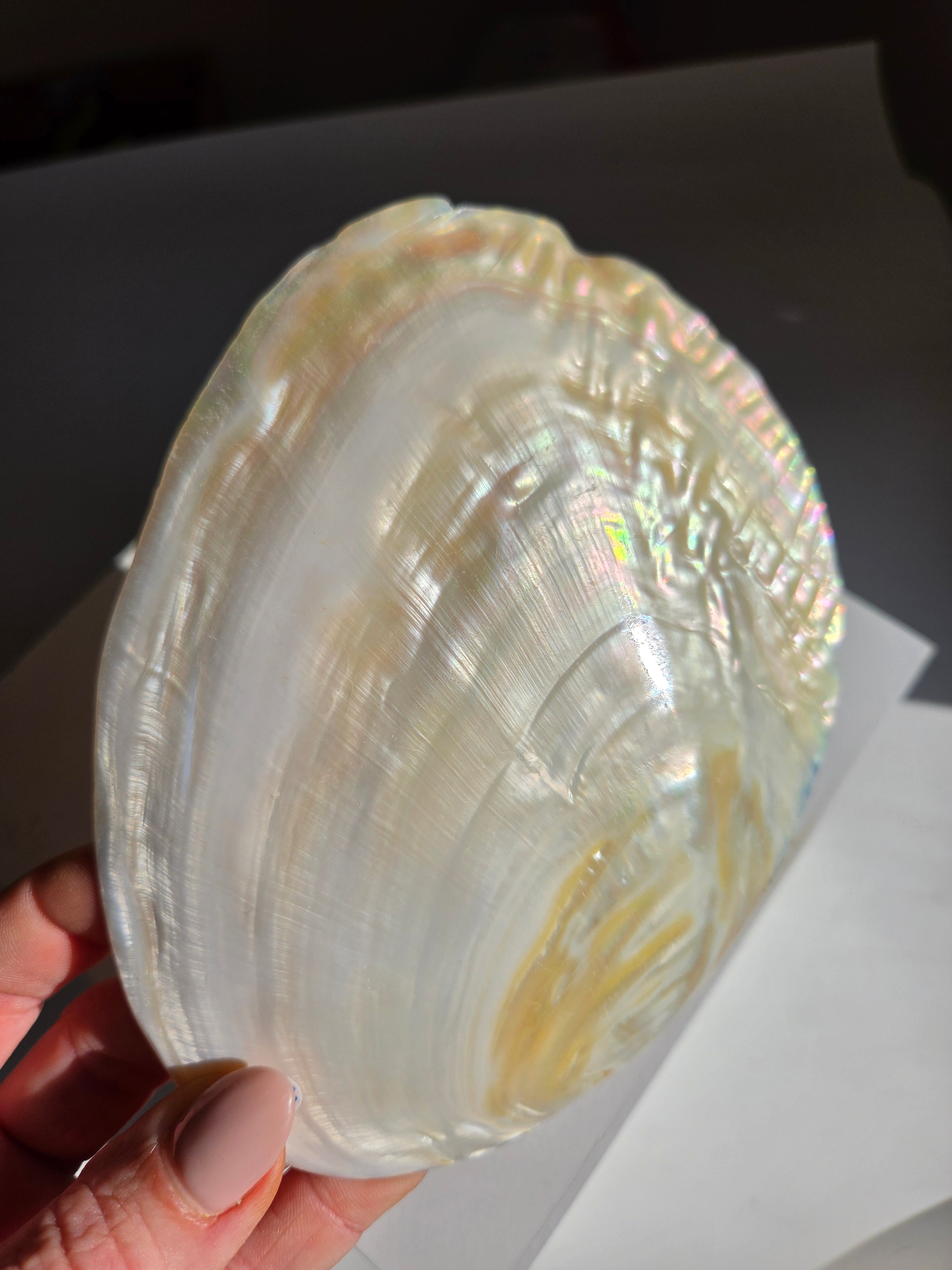 Iridescent Oyster Shell 001