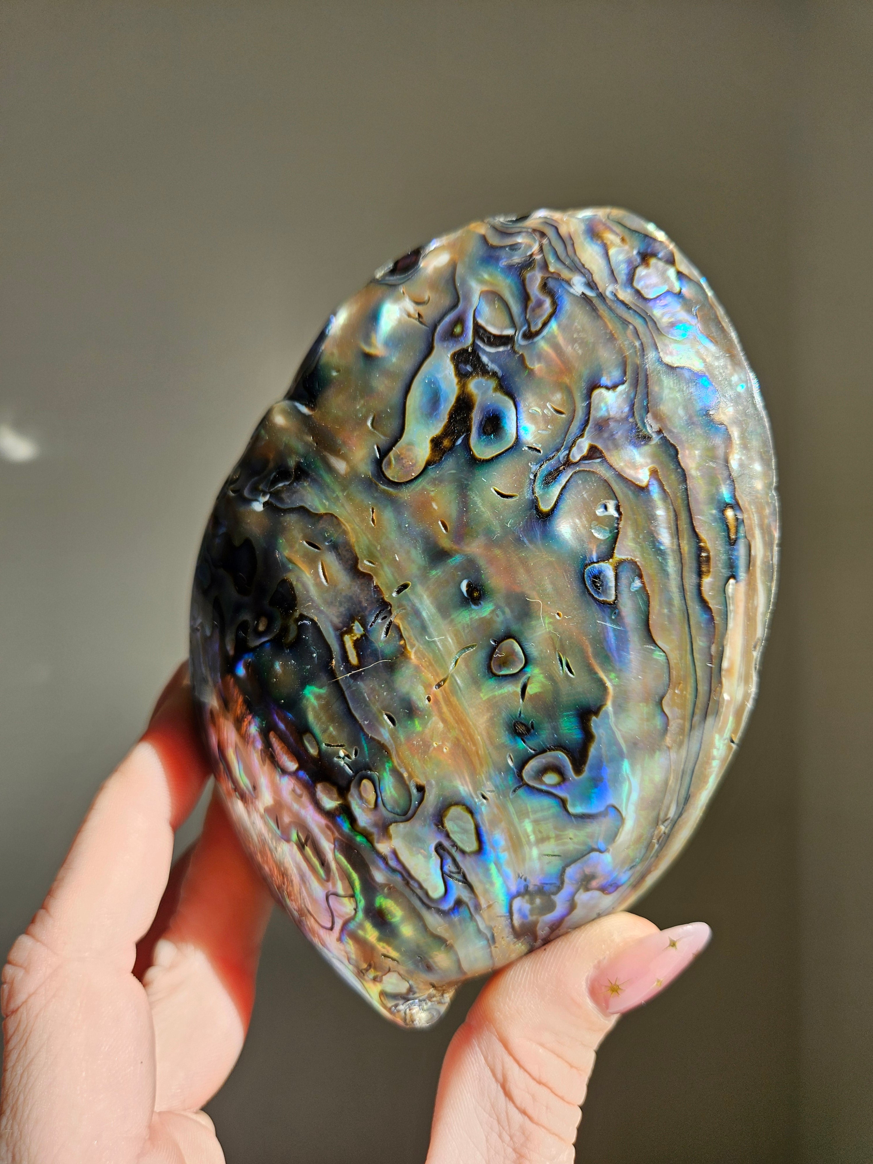 Polished Abalone Shell 010