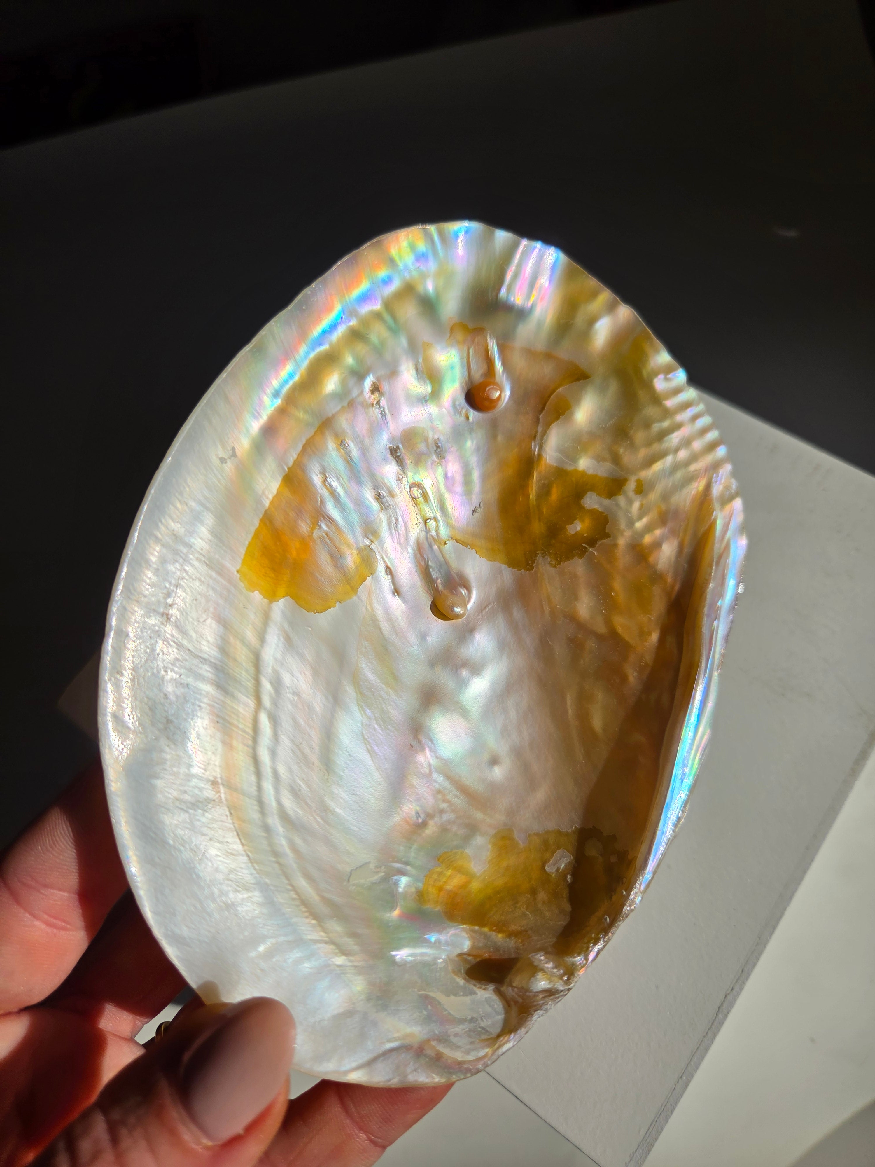 Iridescent Oyster Shell 002