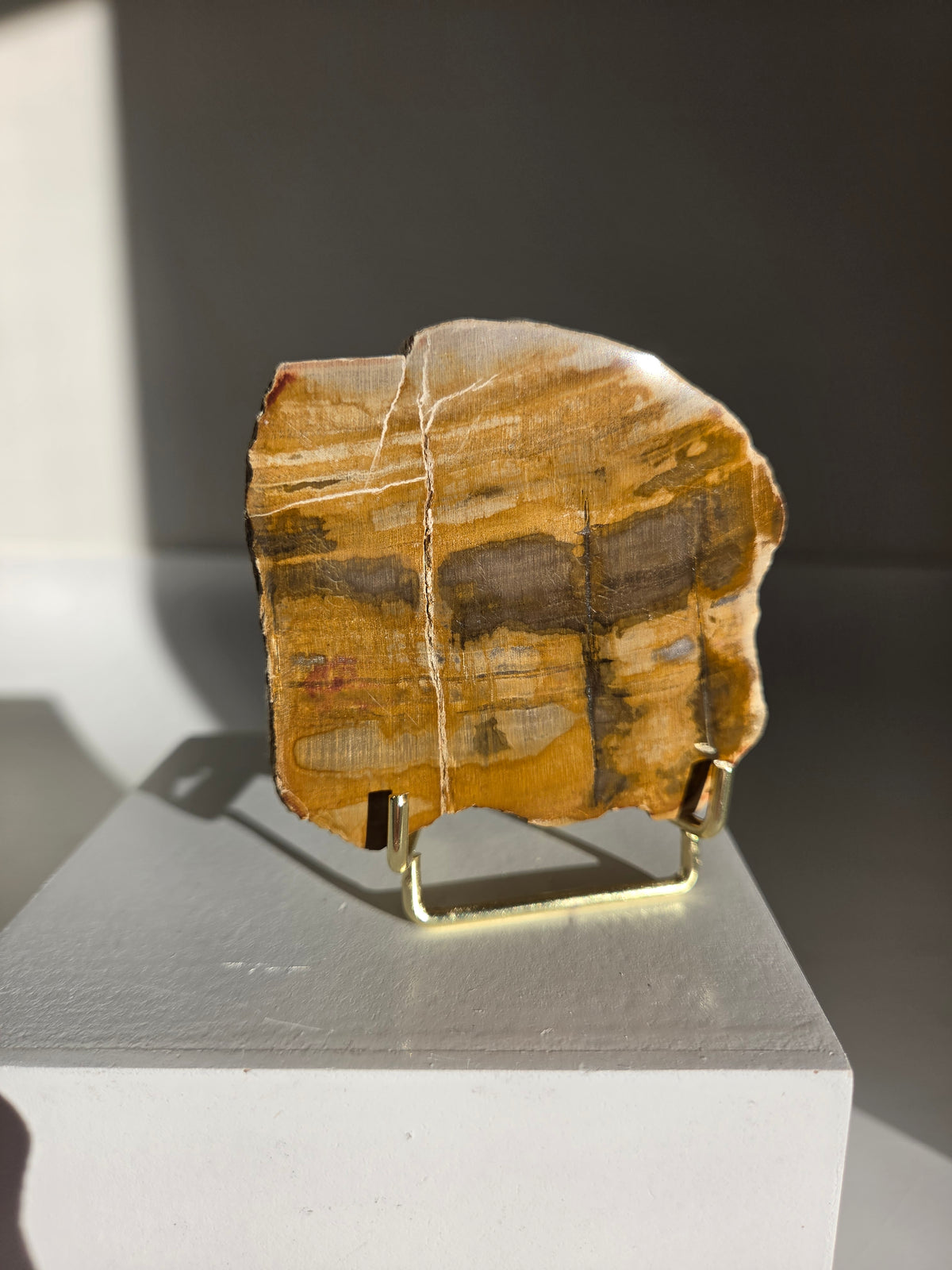 Petrified Wood Slab 005