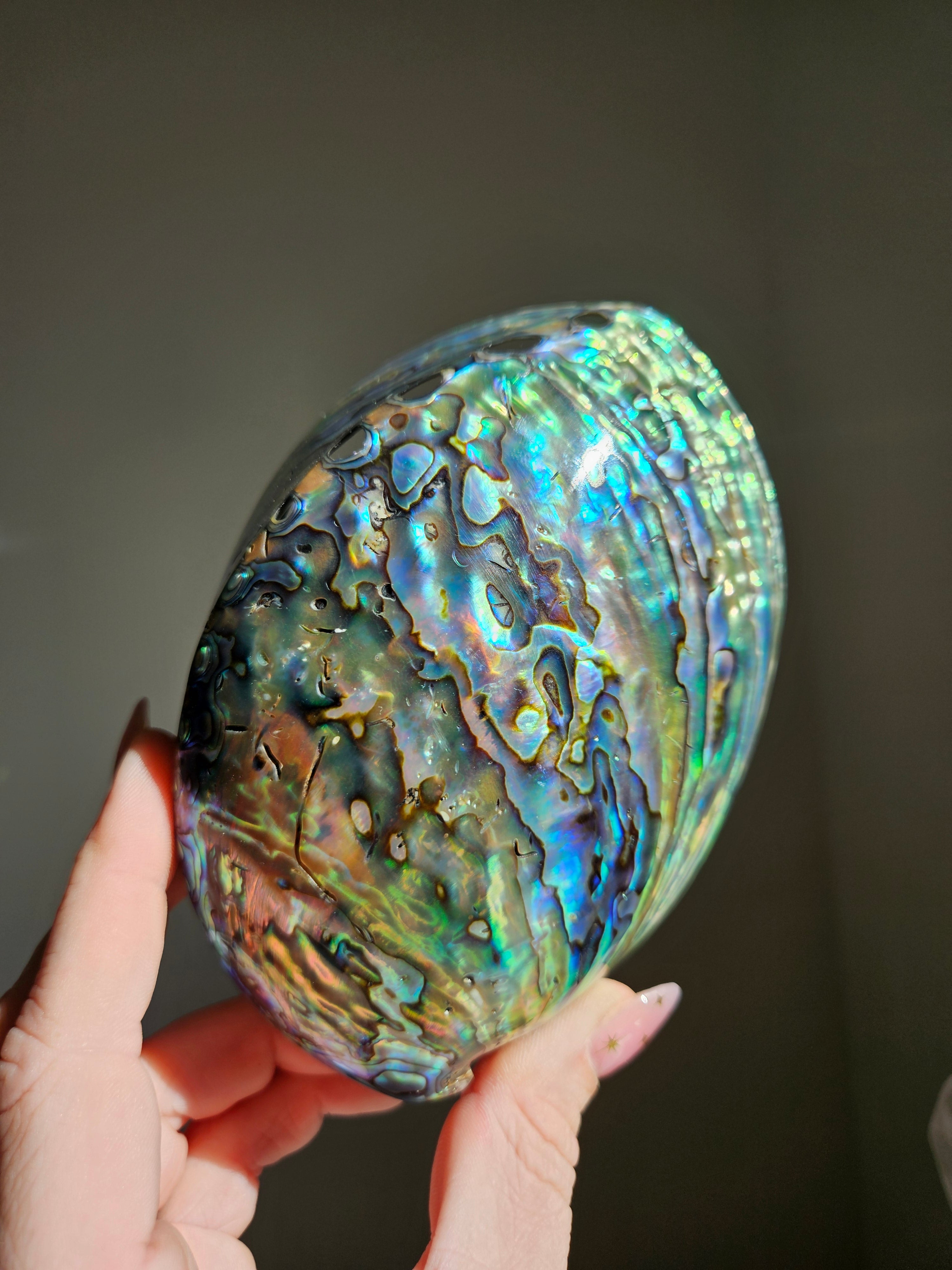 Polished Abalone Shell 005