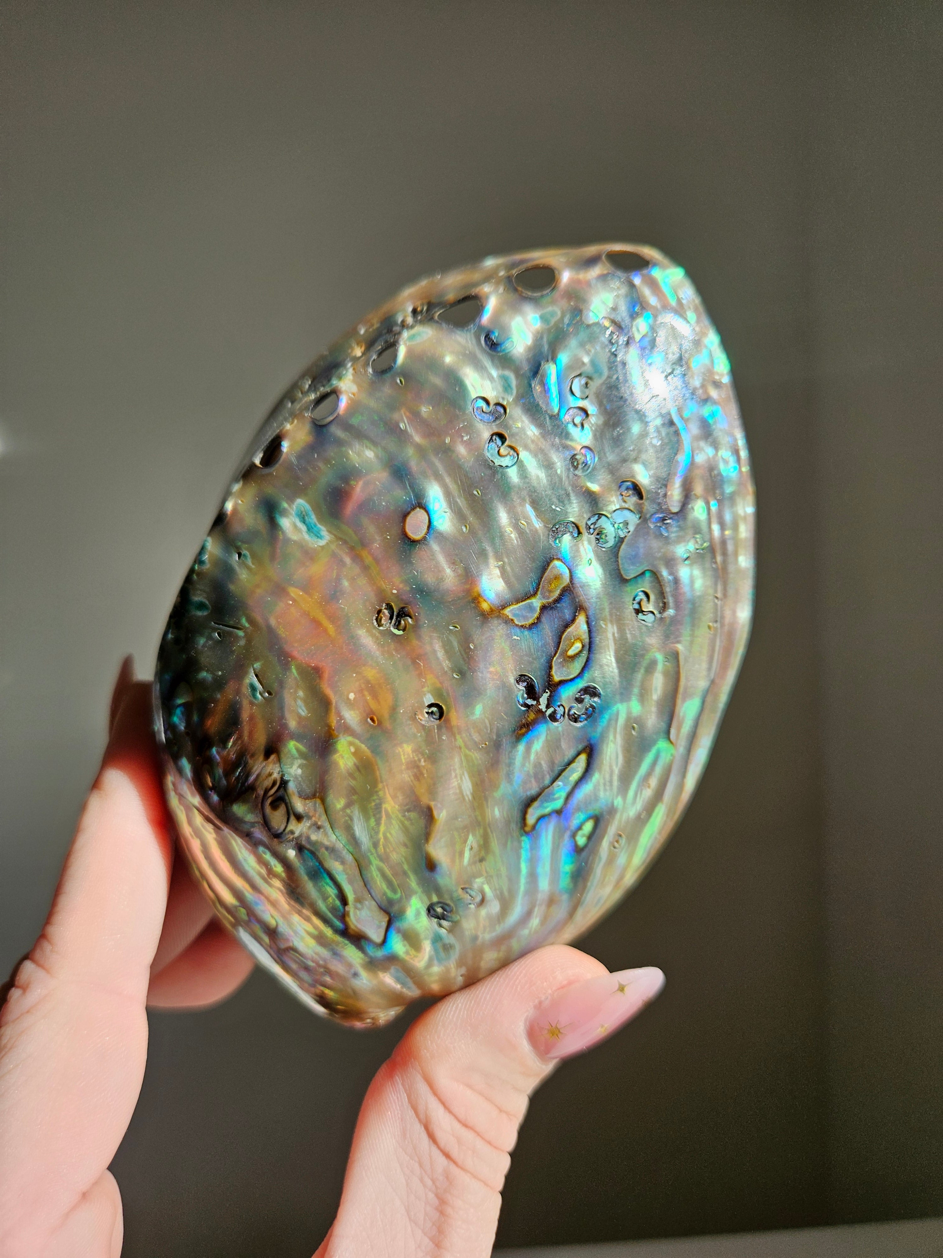 Polished Abalone Shell 002
