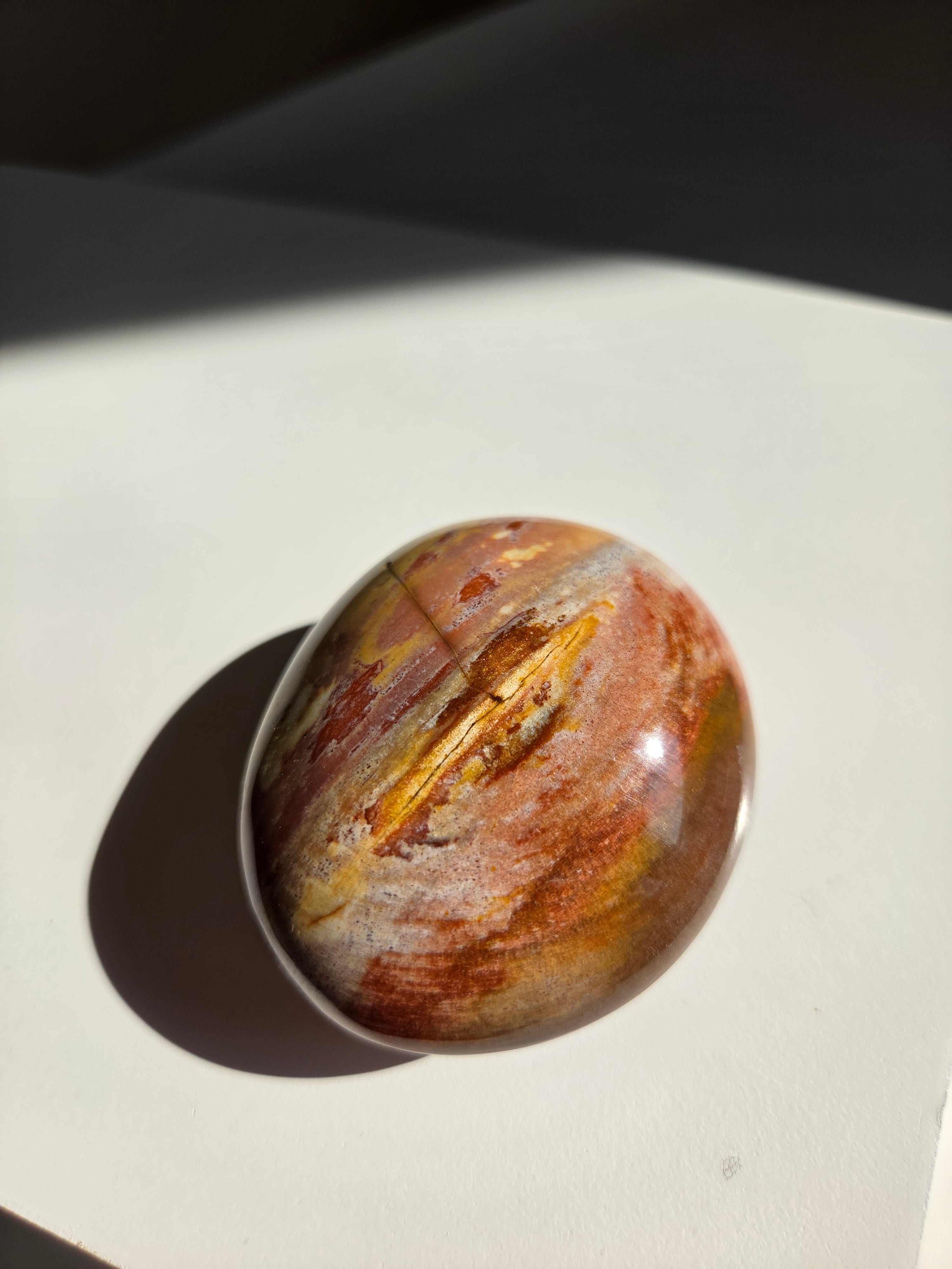 Petrified Wood Palm 001