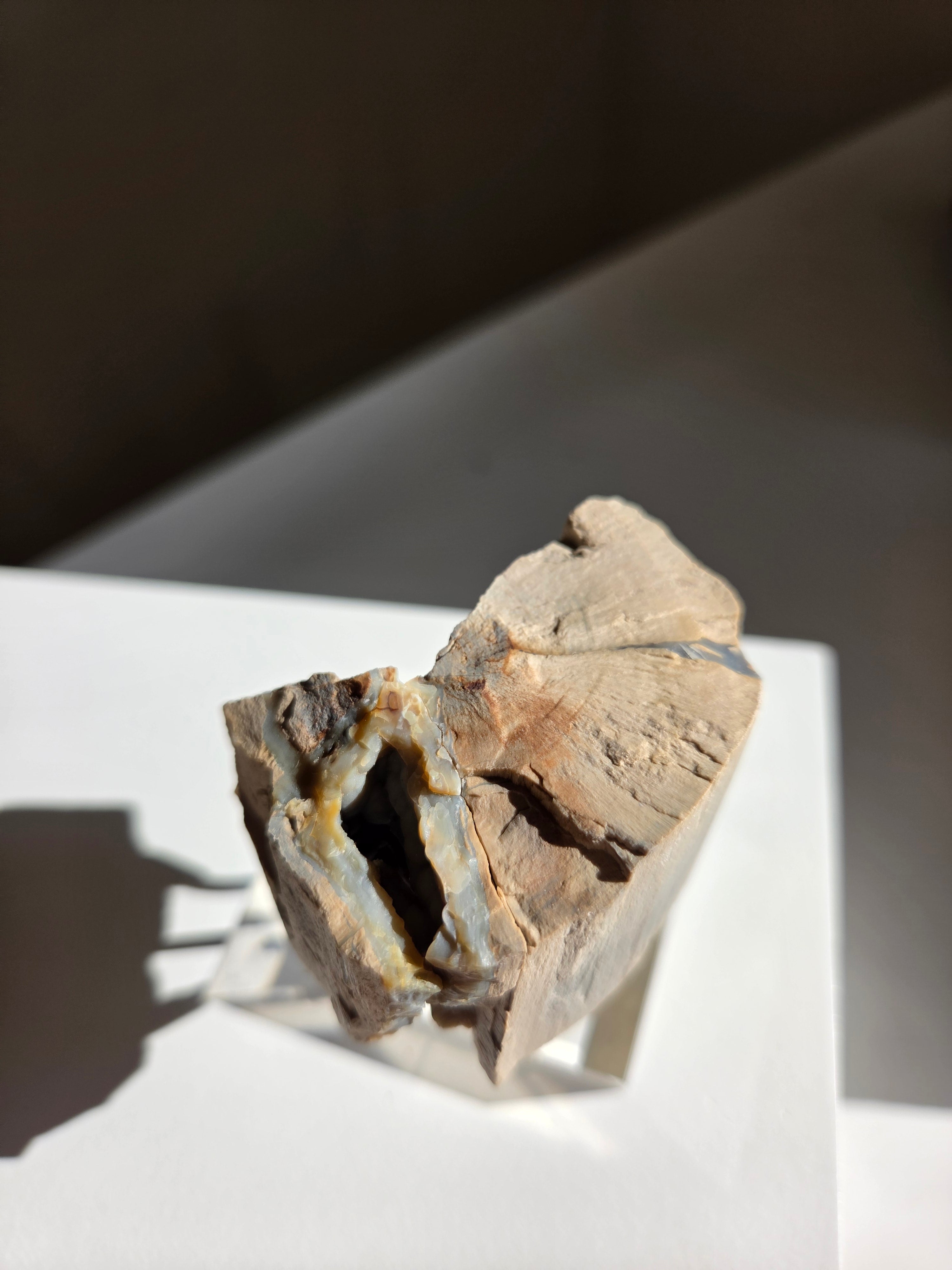 Permineralized Wood x Smoky Quartz 003