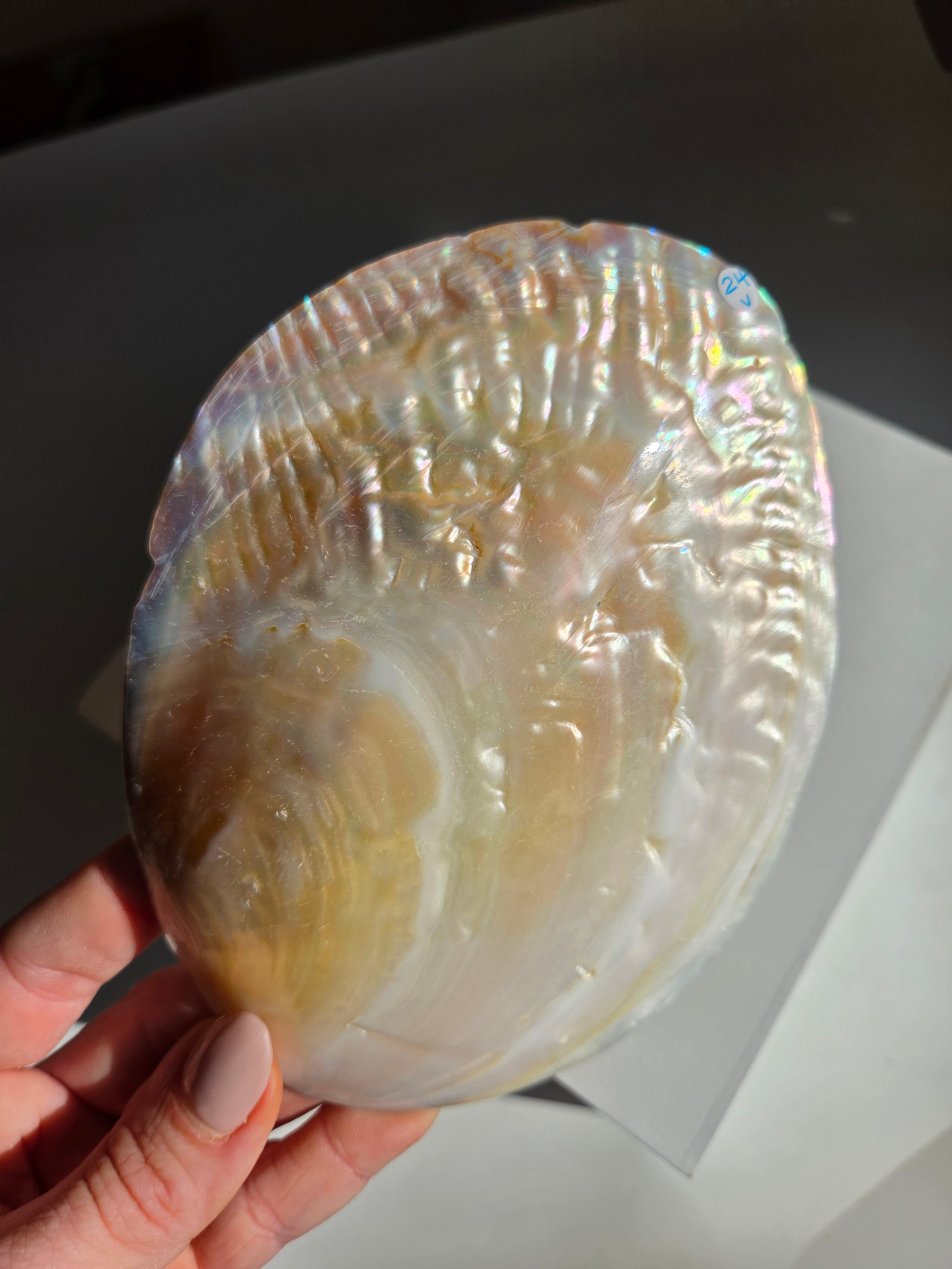 Iridescent Oyster Shell 004