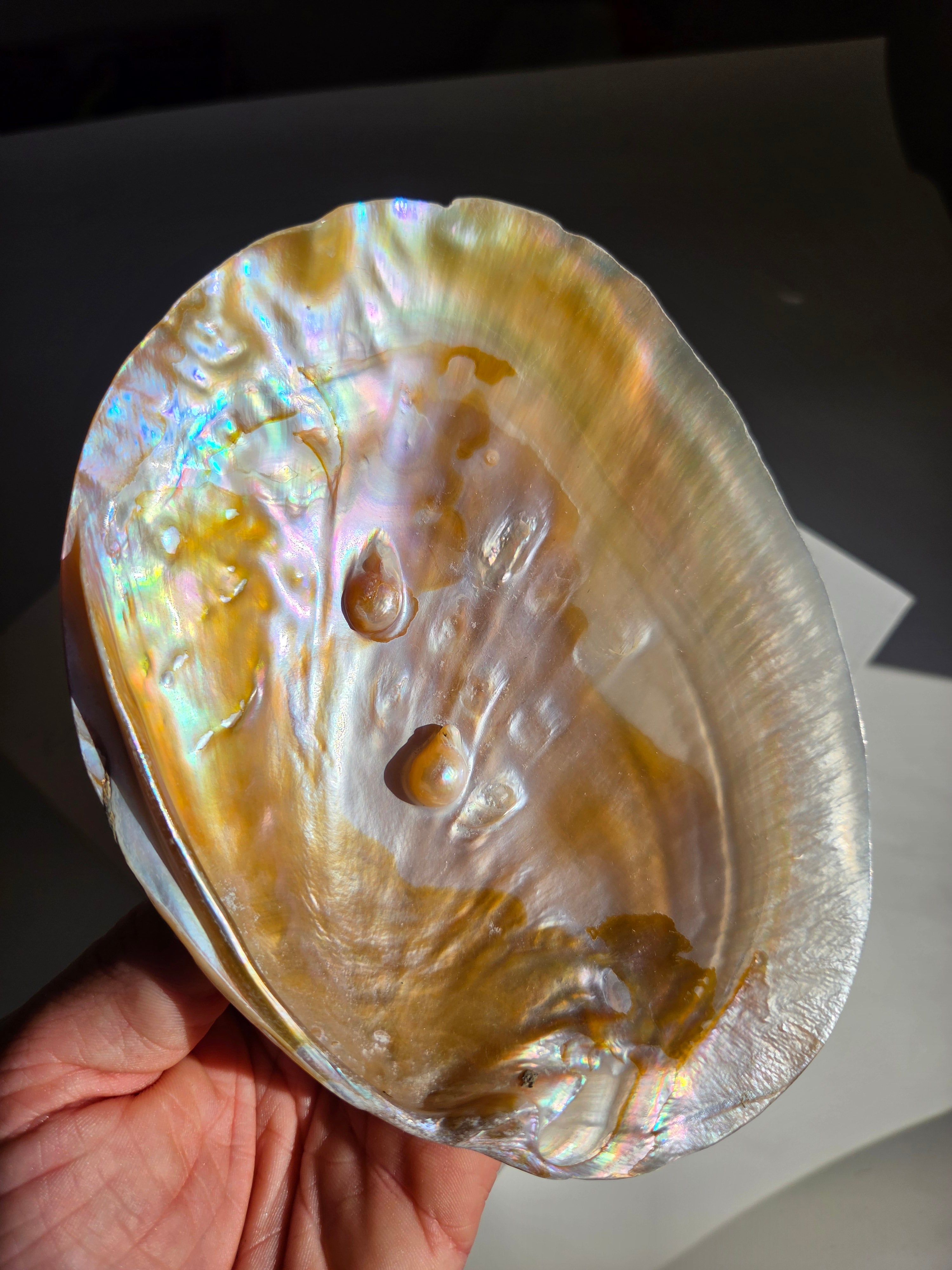 Iridescent Oyster Shell 001