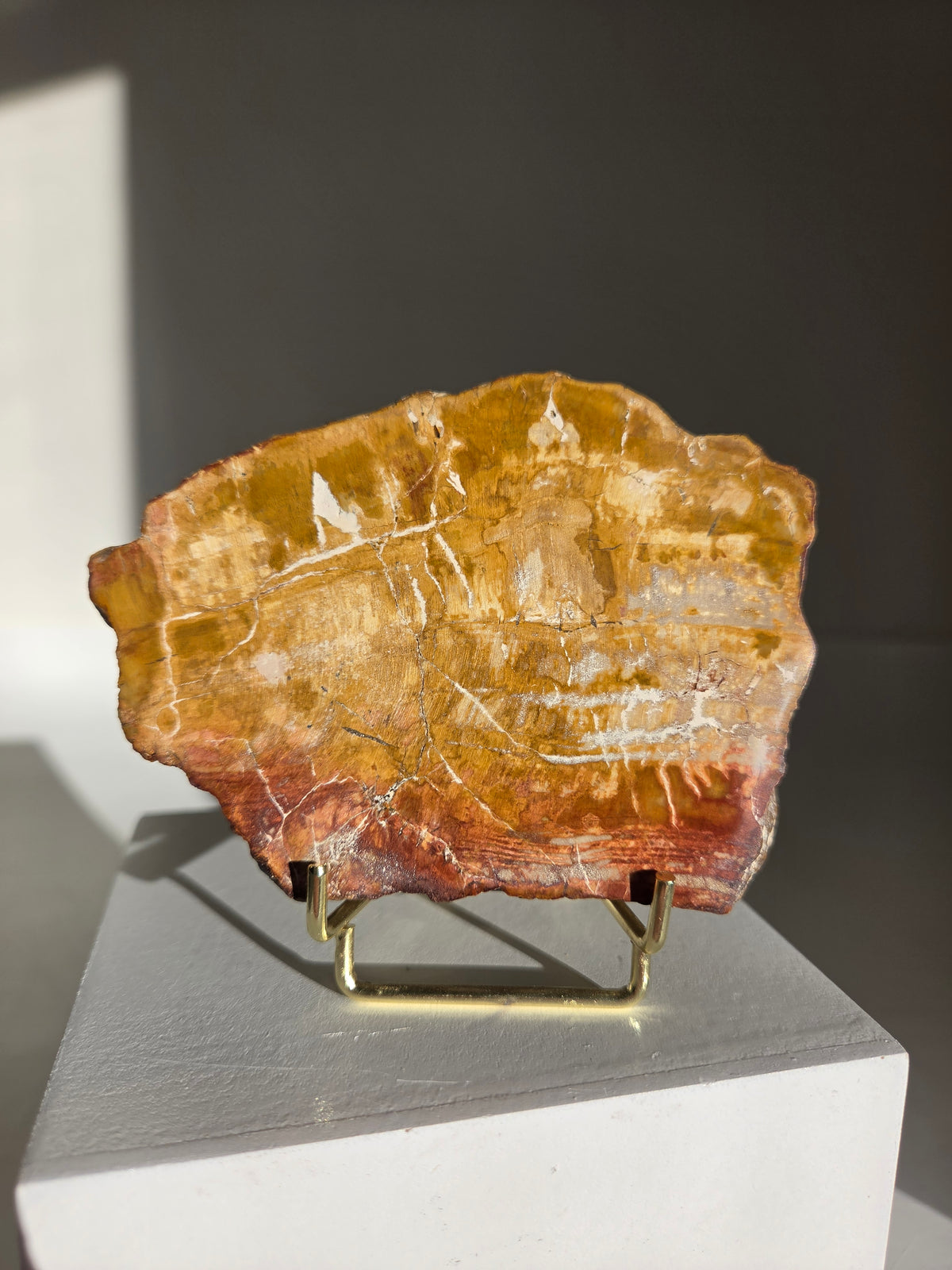 Petrified Wood Slab 001