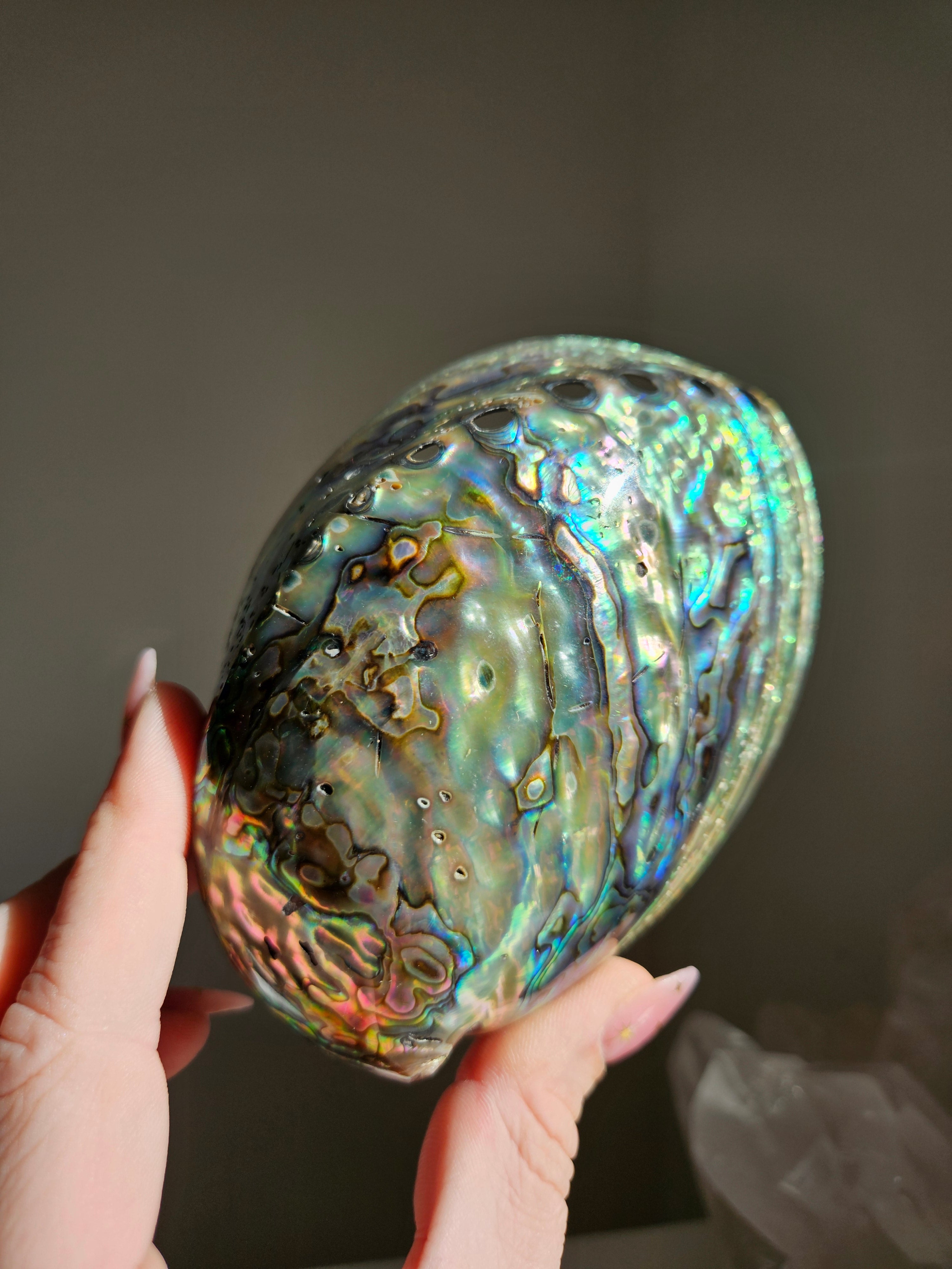 Polished Abalone Shell 004