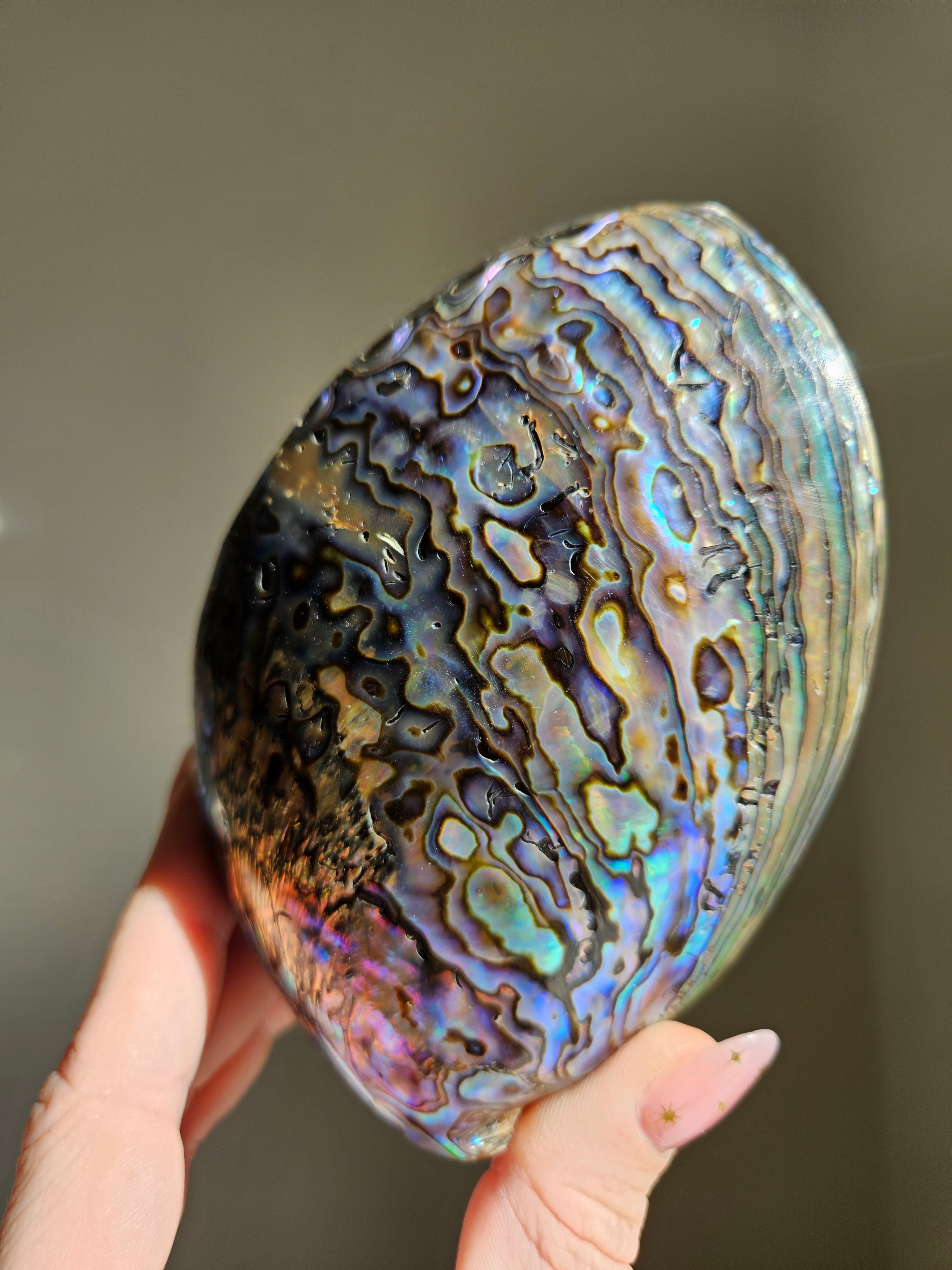 Polished Abalone Shell 007