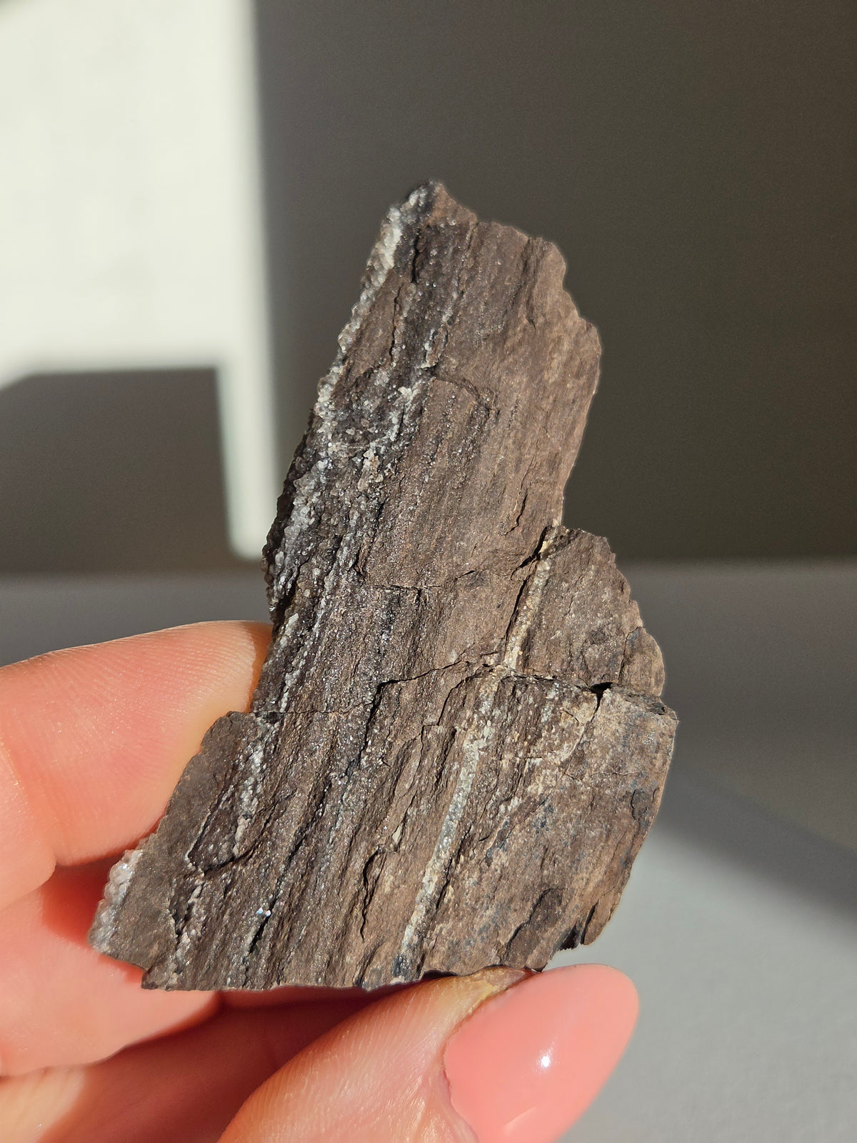 Smoky Quartz on Fossilized Wood 002