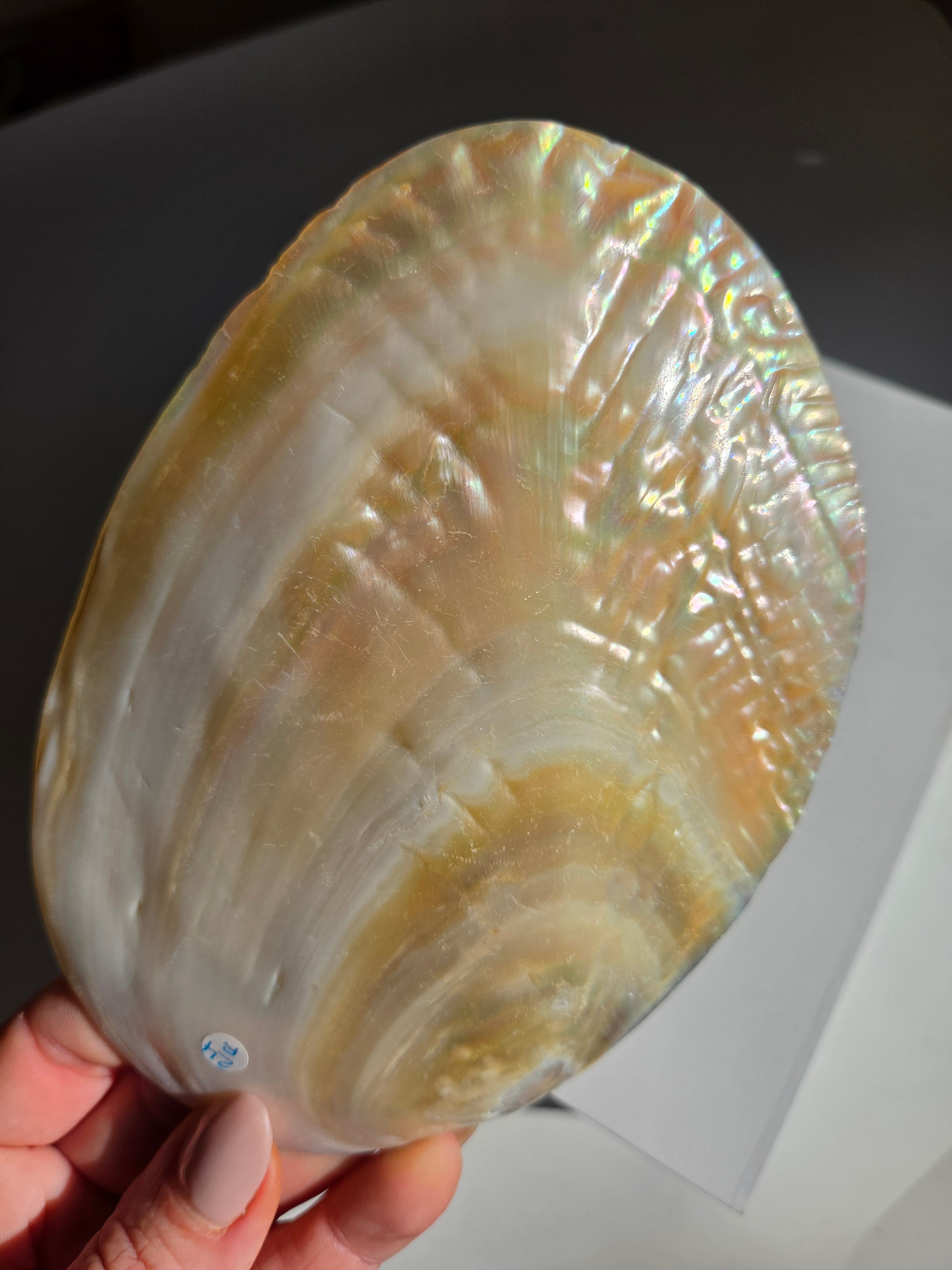 Iridescent Oyster Shell 005