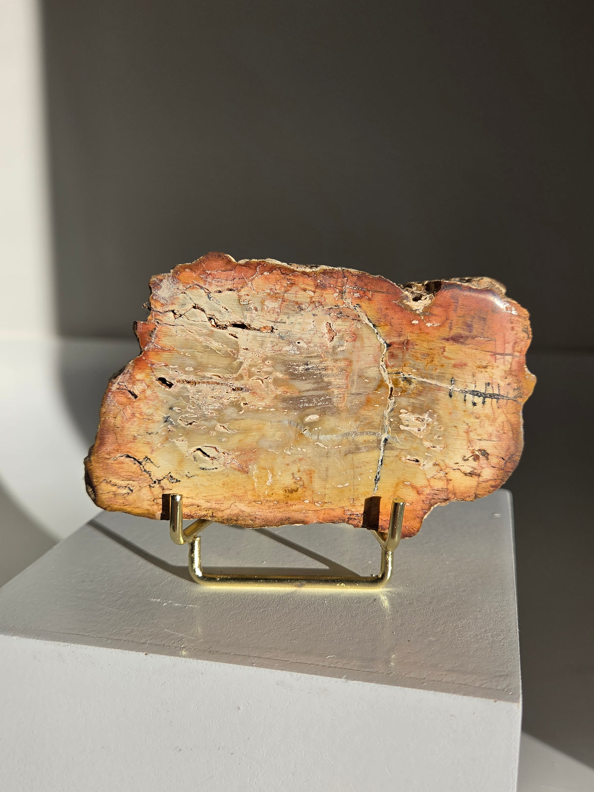 Petrified Wood Slab 007