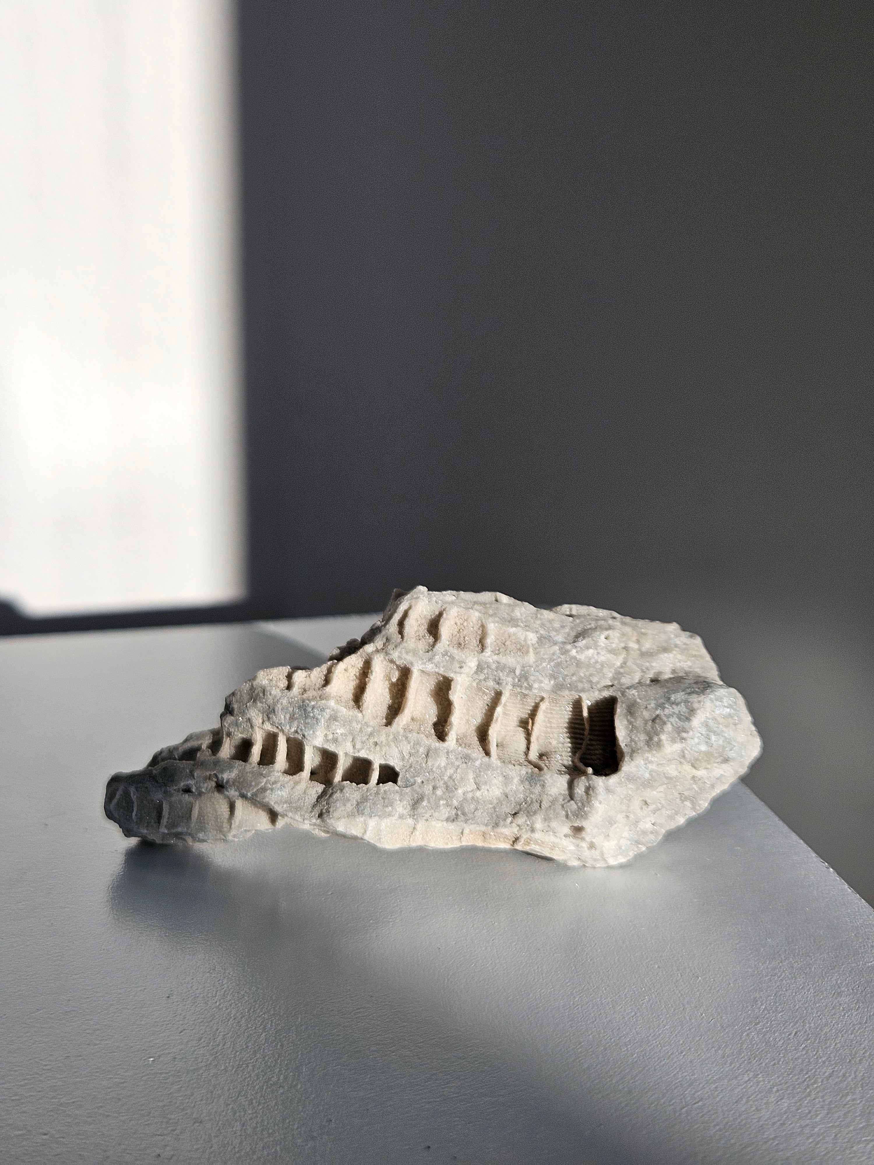 Fossilized Coral 002