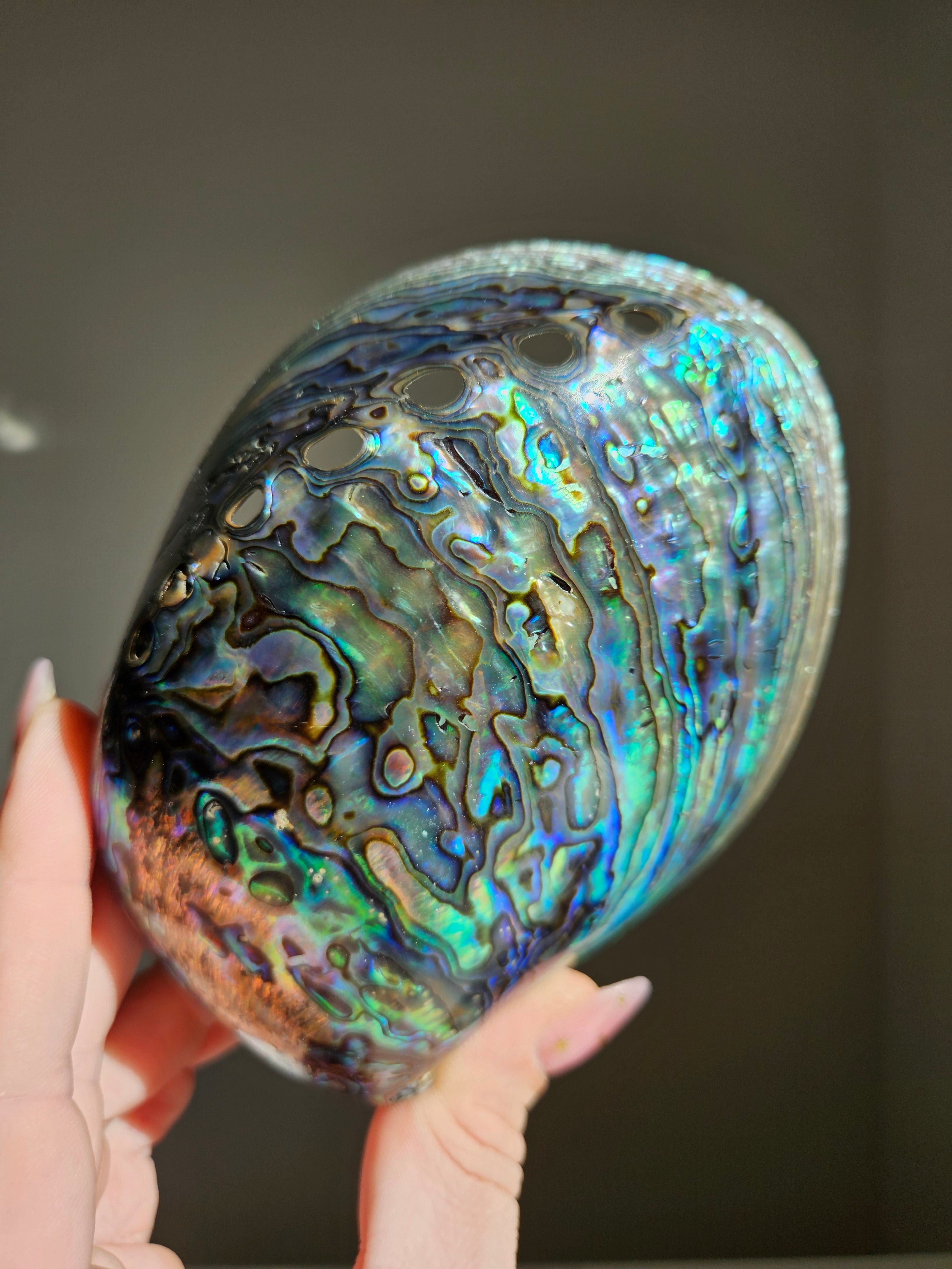 Polished Abalone Shell 008