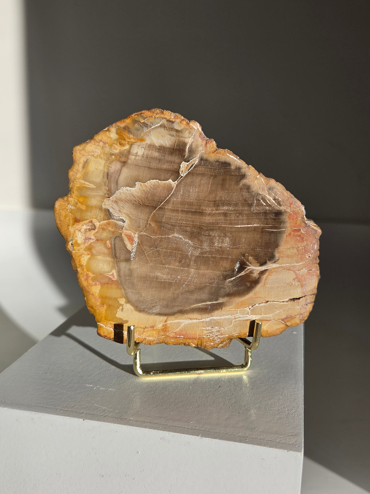 Petrified Wood Slab 008