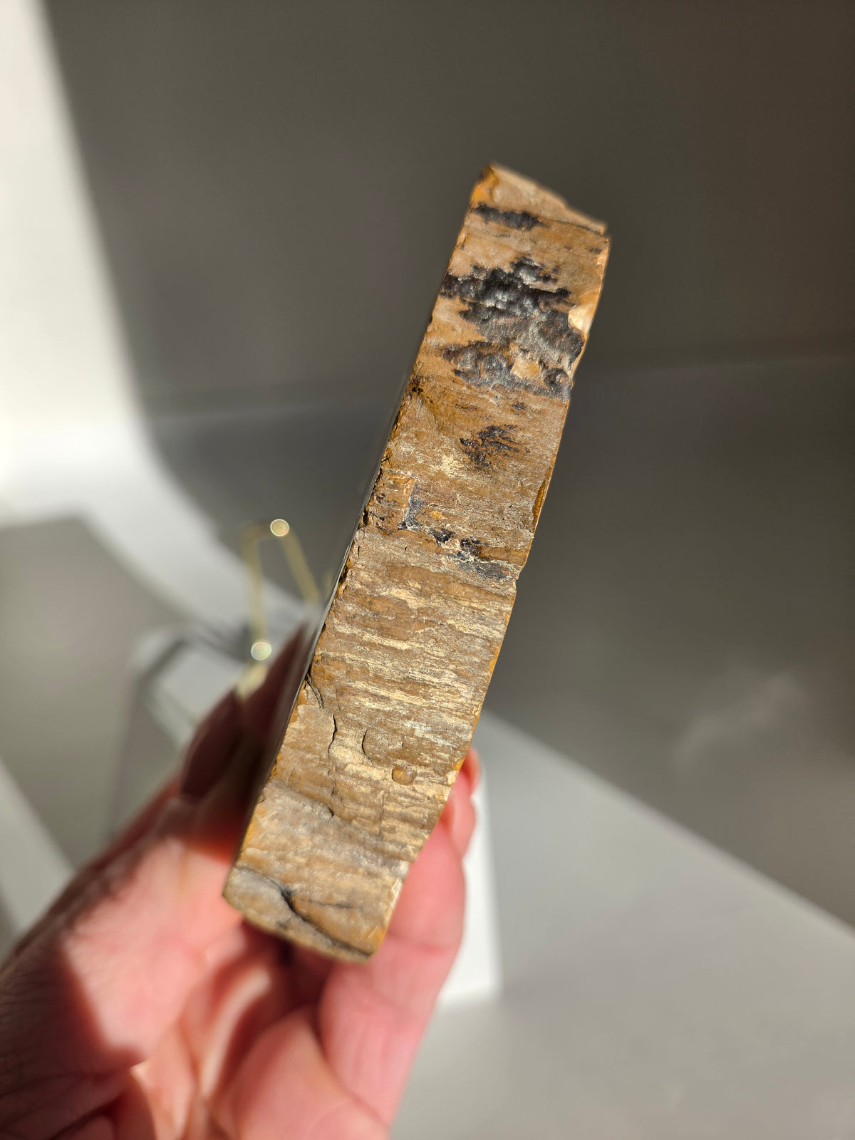 Petrified Wood Slab 001