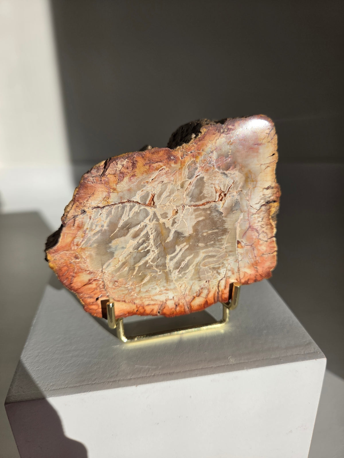 Petrified Wood Slab 002