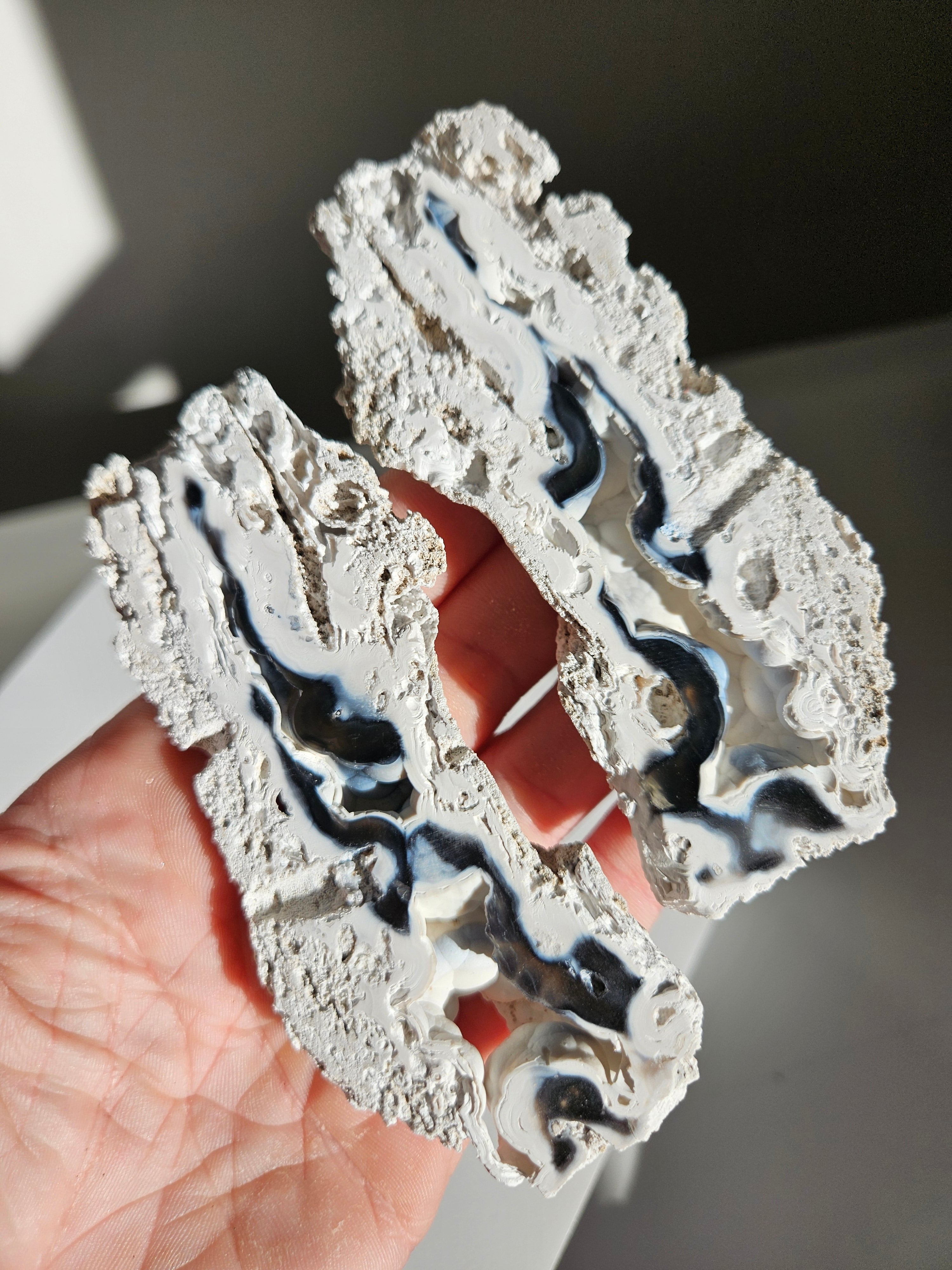 Fossilized Coral Geode 001