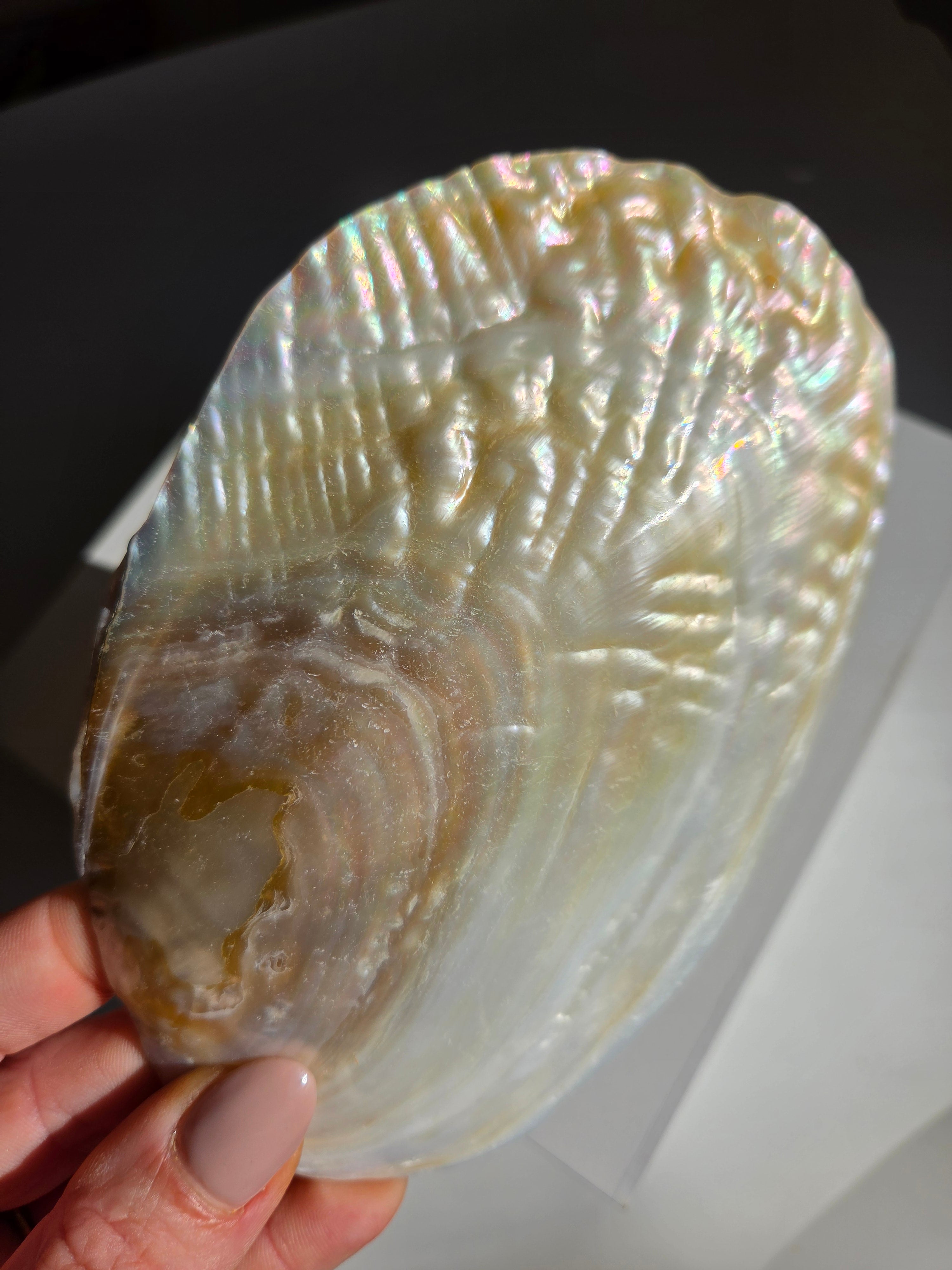 Iridescent Oyster Shell 003