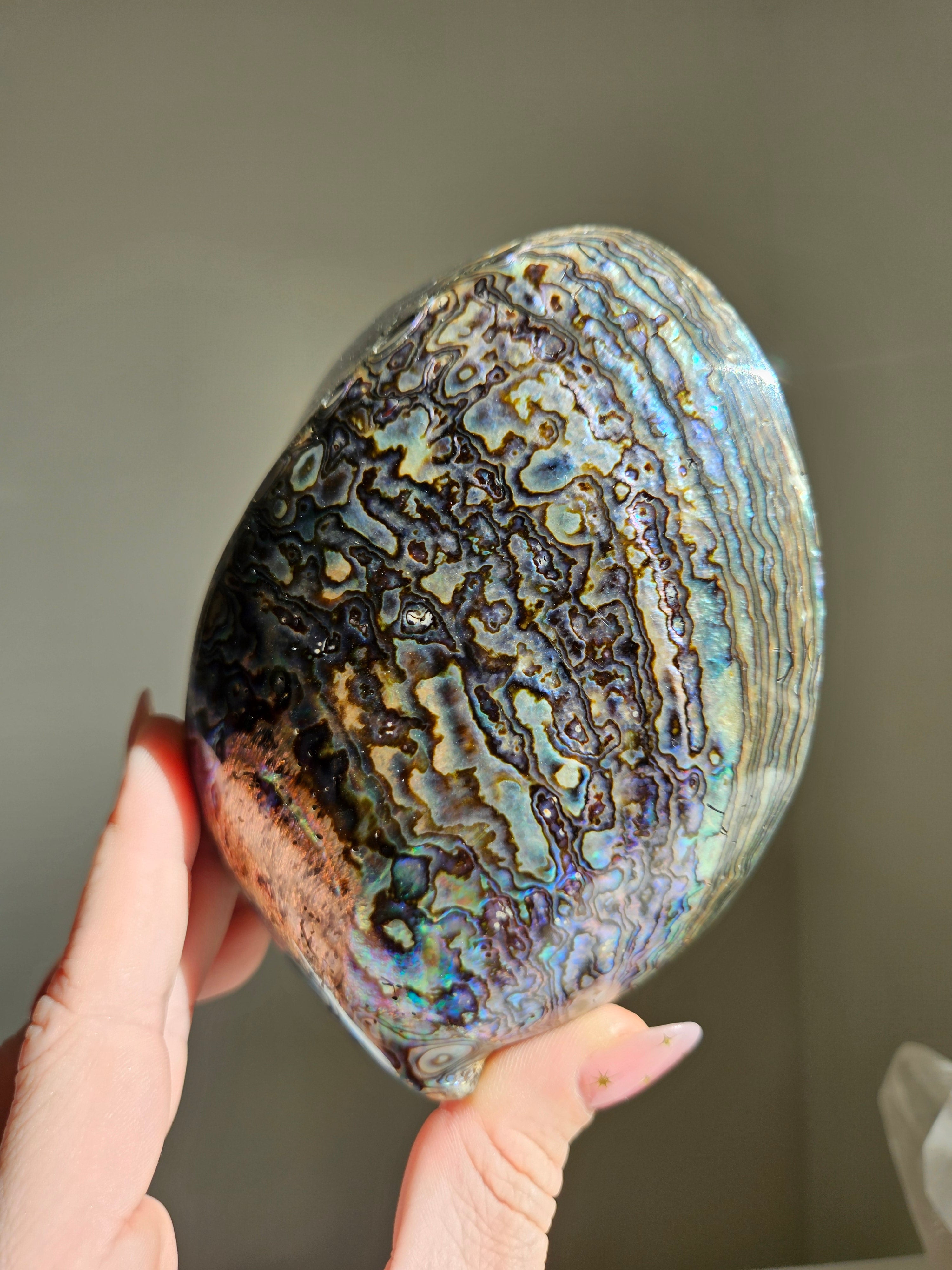 Polished Abalone Shell 003