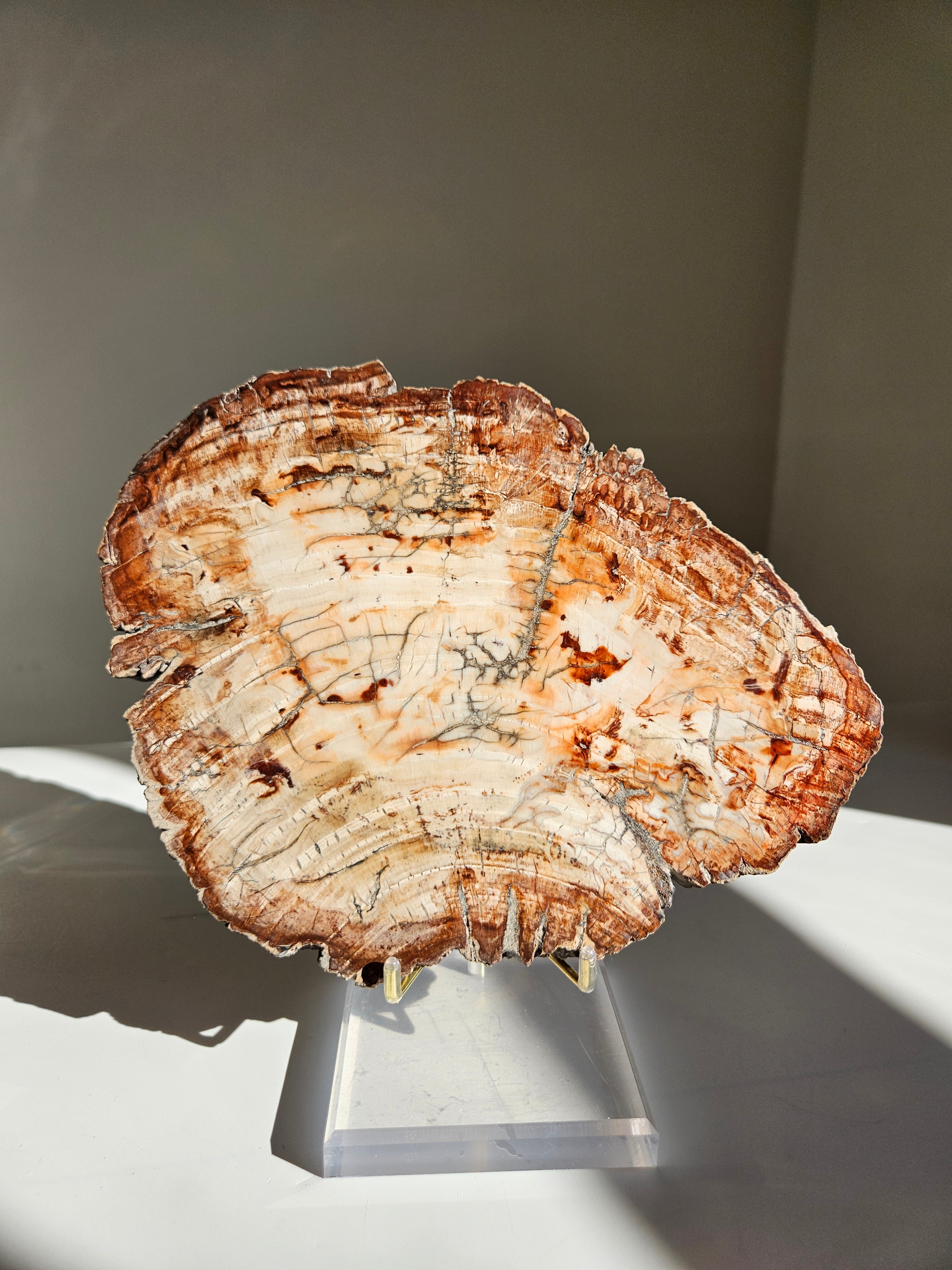 Petrified Wood Slab 001