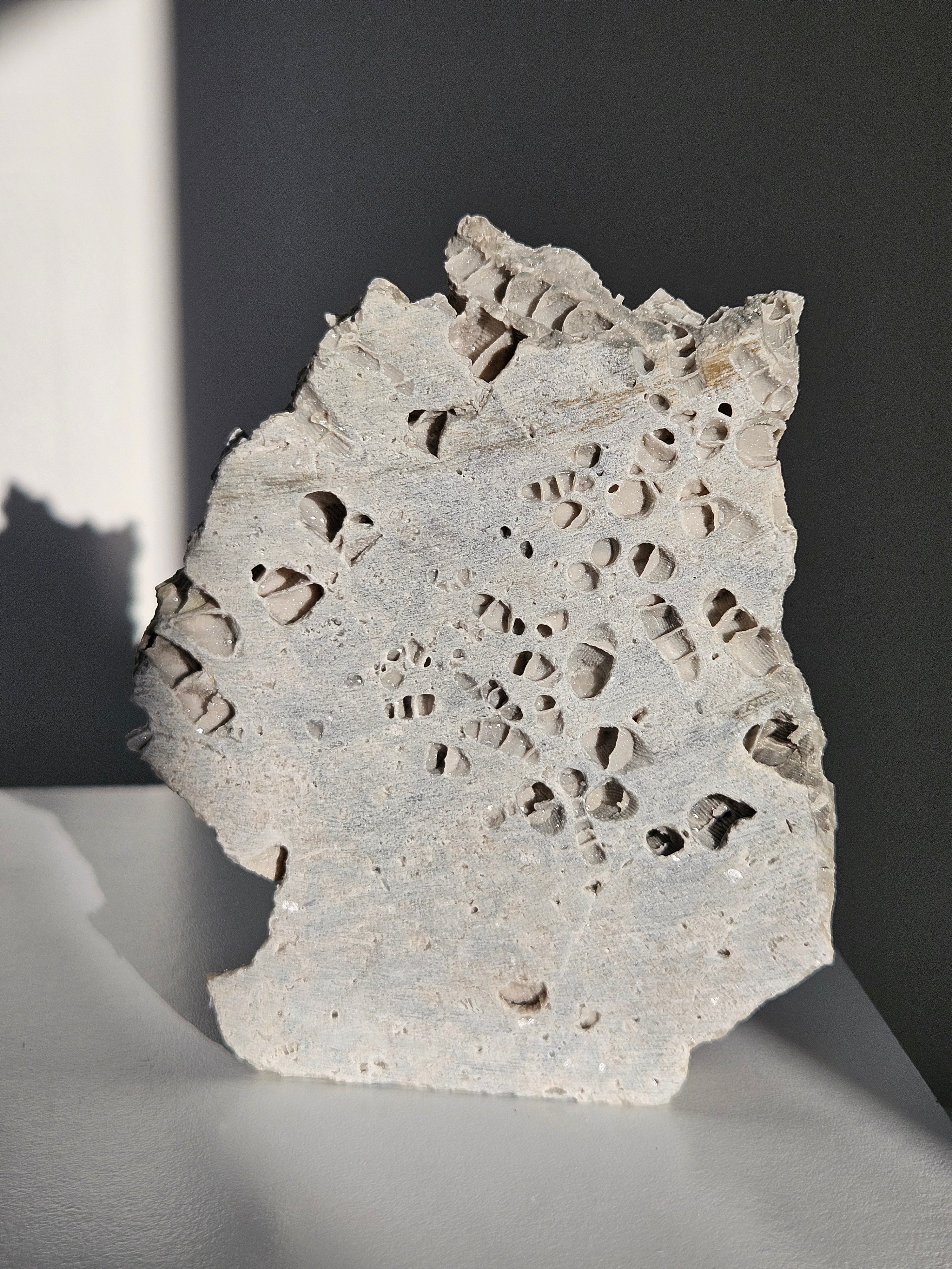 Fossilized Coral Slab 004