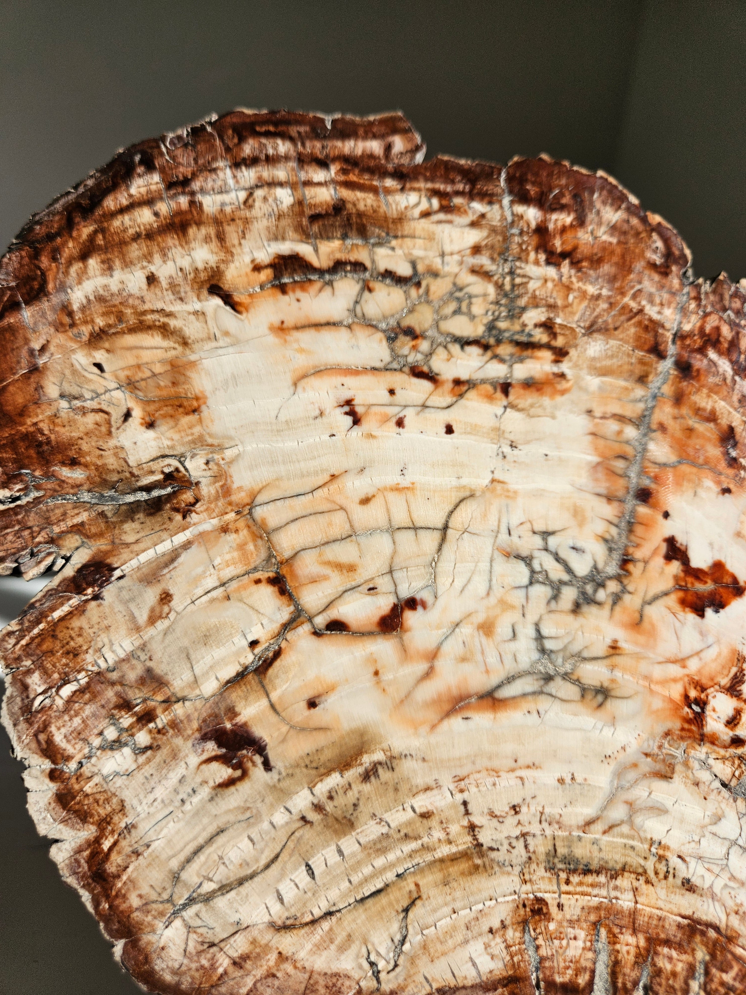 Petrified Wood Slab 001