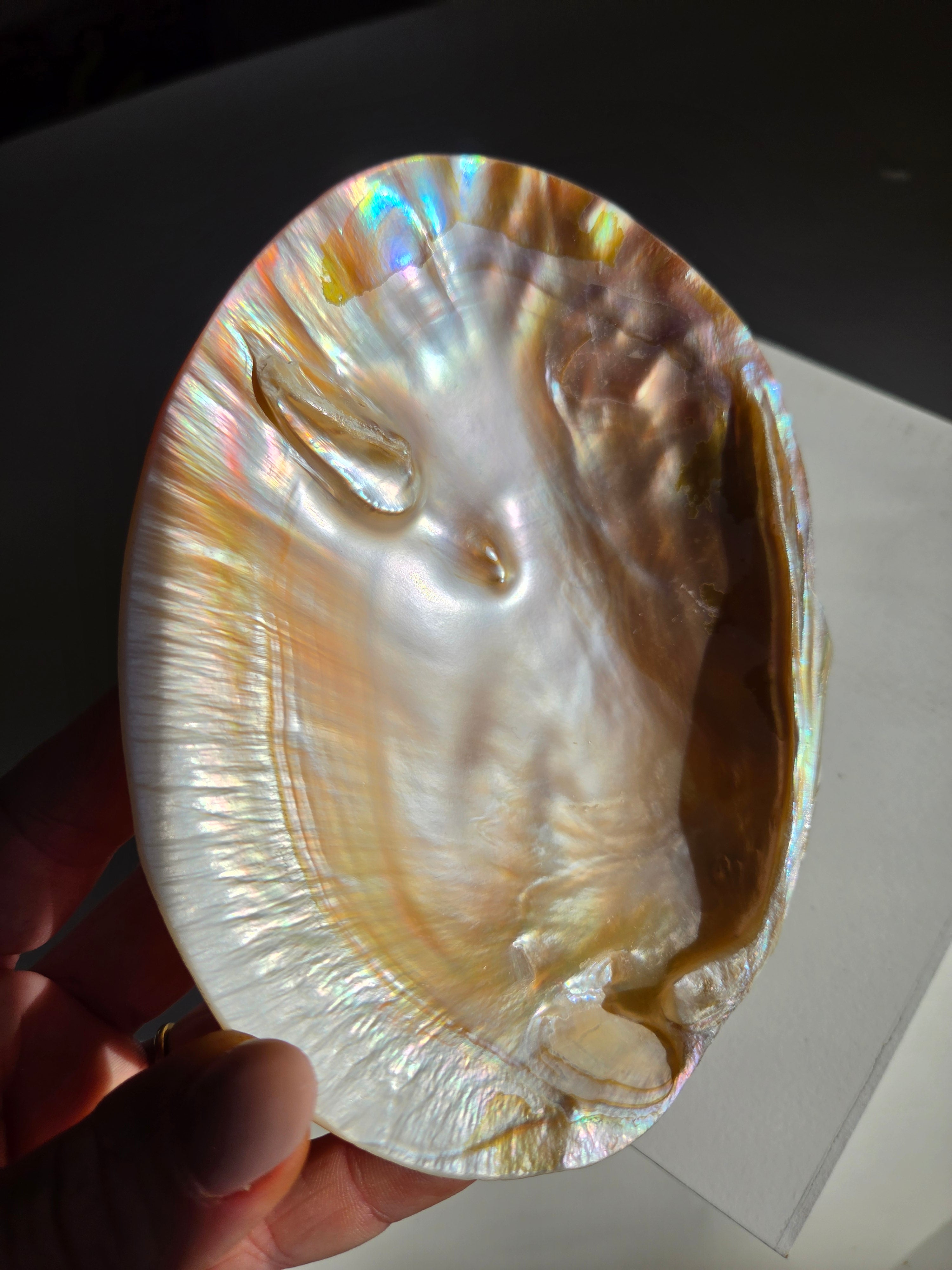 Iridescent Oyster Shell 006