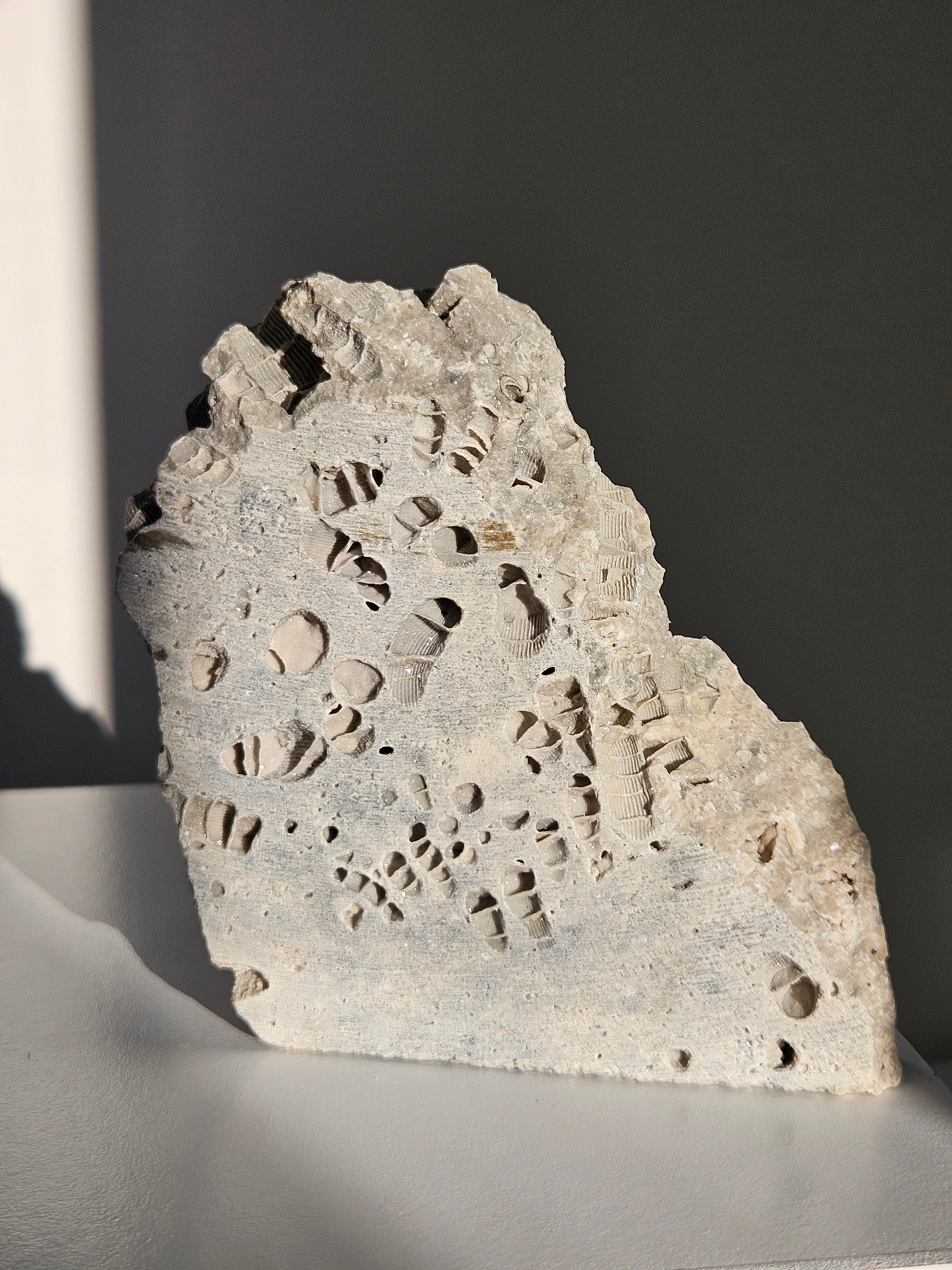 Fossilized Coral Slab 005