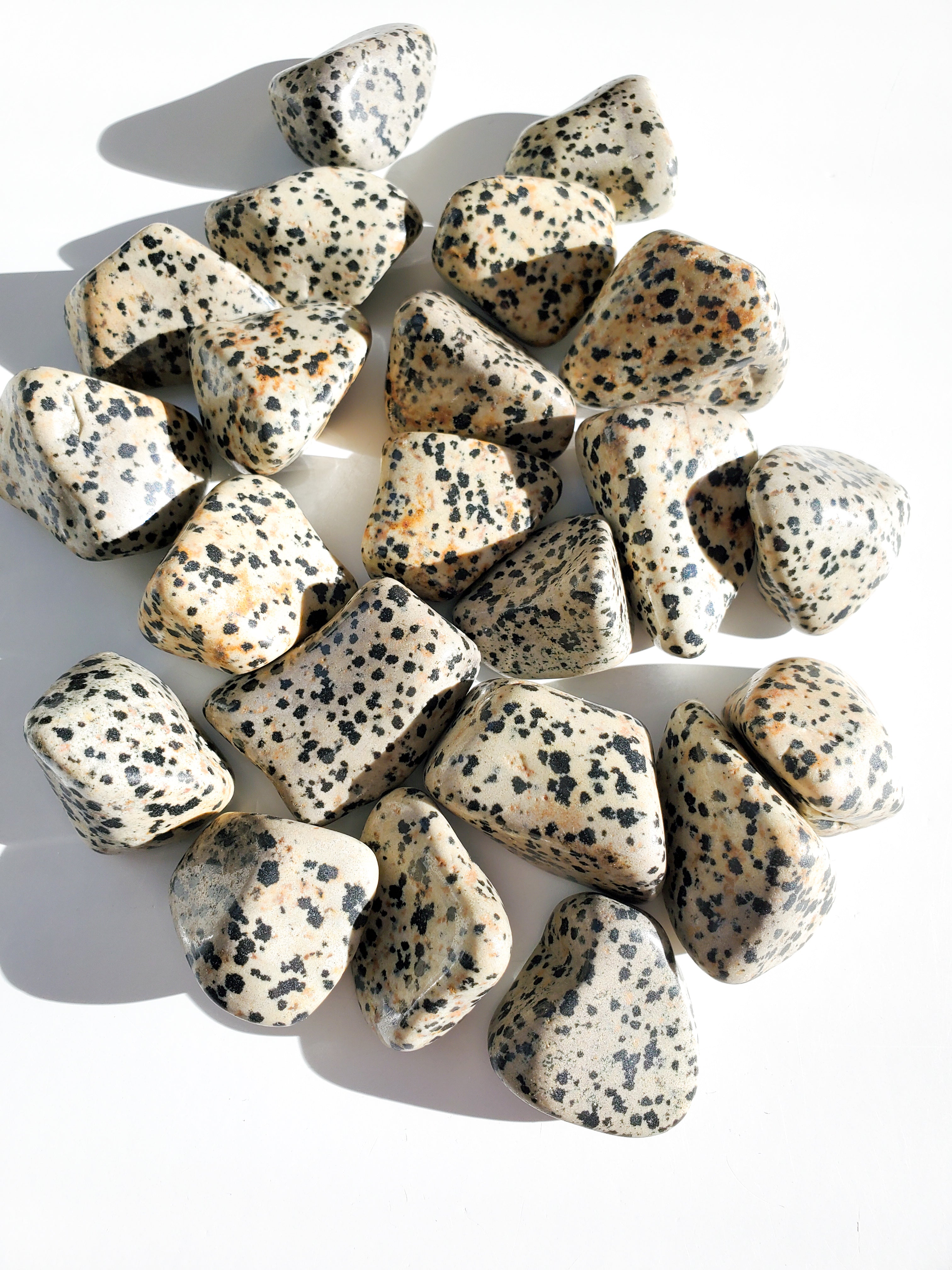 Dalmatian Jasper | Harmony